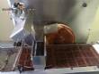 Chocolate cooling tunnel with cobrideira Pir�g